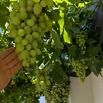 Arode Dionysus - Digital Nomads Coliving Balchik