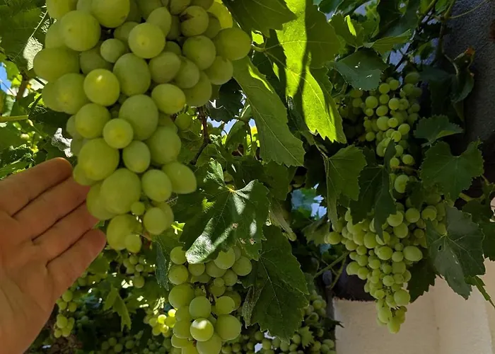 Arode Dionysus - Digital Nomads Coliving Balchik